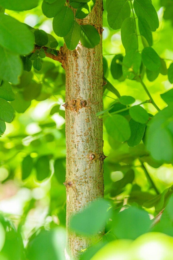 Robinia 'Bessoniana' HO 10/12 P/K Robinia pseudoacacia 'Bessoniana' Hochstamm 10/12