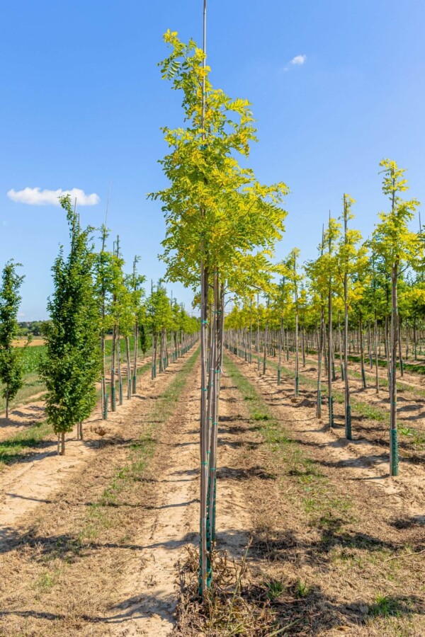 Robinia pseudoacacia 'Frisia' Robinia pseudoacacia 'Frisia'