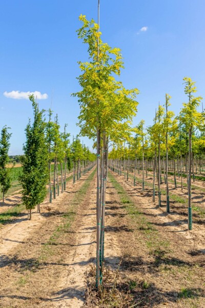 Robinia pseudoacacia 'Frisia' Robinia pseudoacacia 'Frisia'