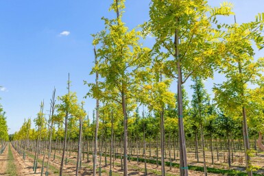 Robinia 'Frisia' HO10/12 P/K Robinia pseudoacacia 'Frisia' Hochstamm 10/12