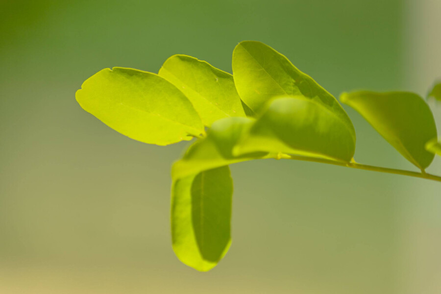 Robinia 'Frisia' HO10/12 P/K Robinia pseudoacacia 'Frisia' Hochstamm 10/12