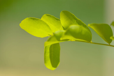 Robinia pseudoacacia 'Frisia' hochstamm 10/12