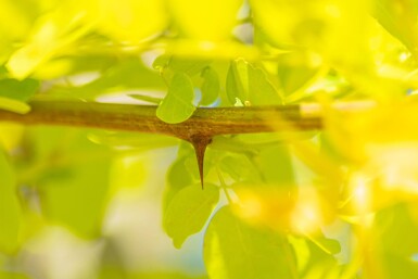 Robinia 'Frisia' HO10/12 P/K Robinia pseudoacacia 'Frisia' Hochstamm 10/12
