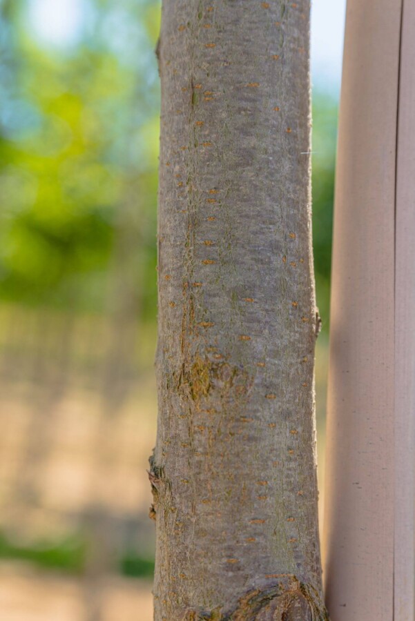Robinia 'Frisia' HO10/12 P/K Robinia pseudoacacia 'Frisia' Hochstamm 10/12