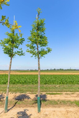 Robinia pseudoacacia 'Nyirségi'