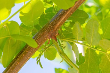 Robinia pseudoacacia 'Nyirségi'