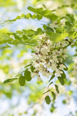 Robinia pseudoacacia 'Nyirségi' Robinia pseudoacacia 'Nyirségi'
