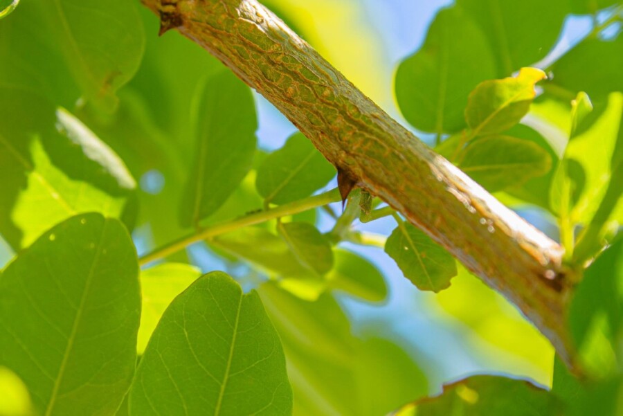 Robinia p 'Nyirségi' HO10/12 P/K Robinia pseudoacacia 'Nyirségi' Hochstamm 10/12