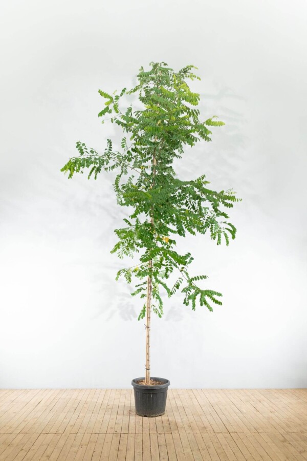 Robinia p 'Nyirségi' HO10/12 P/K Robinia pseudoacacia 'Nyirségi' Hochstamm 10/12