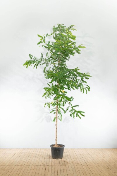Robinia pseudoacacia 'Nyirségi' Hochstamm Robinia pseudoacacia 'Nyirségi' Hochstamm