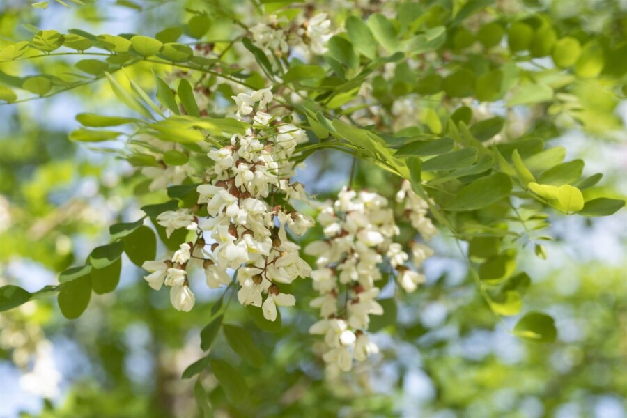 Robinia p 'Nyirségi' HO10/12 P/K Robinia pseudoacacia 'Nyirségi' Hochstamm 10/12