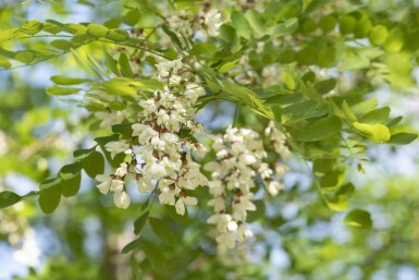 Robinia p 'Nyirségi' HO10/12 P/K Robinia pseudoacacia 'Nyirségi' Hochstamm 10/12
