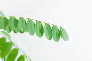 Robinia pseudoacacia 'Nyirségi' hochstamm 10/12