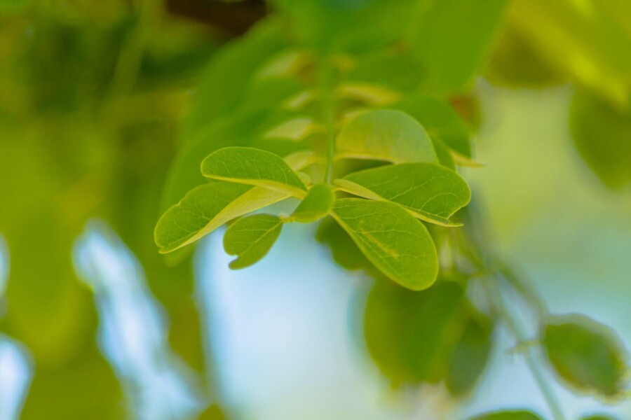 Robinia p 'Nyirségi' HO10/12 P/K Robinia pseudoacacia 'Nyirségi' Hochstamm 10/12