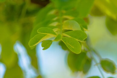 Robinia p 'Nyirségi' HO10/12 P/K Robinia pseudoacacia 'Nyirségi' Hochstamm 10/12