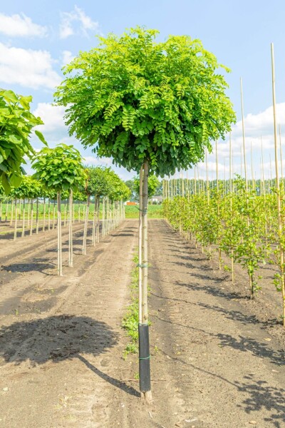 Robinia pseudoacacia 'Umbraculifera' Robinia pseudoacacia 'Umbraculifera'