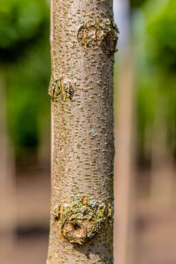 Robinia pseudoacacia 'Umbraculifera'