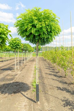 Robinia pseudoacacia 'Umbraculifera' hochstamm 8/10 200cm Stamm