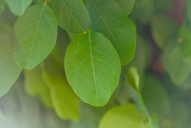 Robinia pseudoacacia 'Umbraculifera' hochstamm 8/10 200cm Stamm