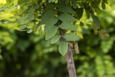 Robinia pseudoacacia 'Umbraculifera' hochstamm 8/10 200cm Stamm