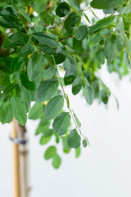 Robinia pseudoacacia 'Umbraculifera' halfstam 6/8 150cm stam