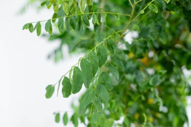 Robinia pseudoacacia 'Umbraculifera' halfstam 6/8 150cm stam