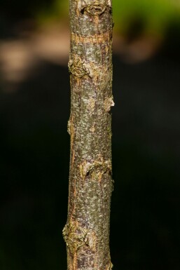 Robinia pseudoacacia 'Umbraculifera' halfstam 6/8 150cm stam