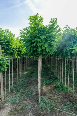 Robinia pseudoacacia 'Umbraculifera' halfstam 6/8 150cm stam