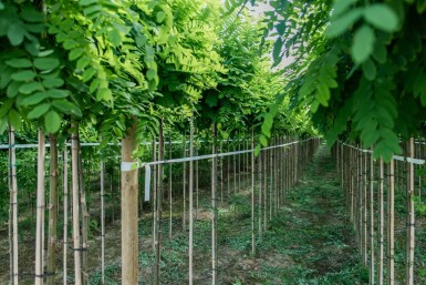 Robinia pseudoacacia 'Umbraculifera' halfstam 6/8 150cm stam