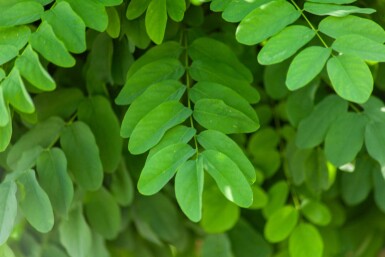 Robinia pseudoacacia 'Umbraculifera' halfstam 6/8 150cm stam