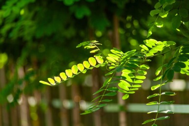 Robinia pseudoacacia 'Umbraculifera' halfstam 6/8 150cm stam