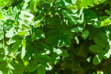 Robinia pseudoacacia 'Umbraculifera' halfstam 6/8 150cm stam