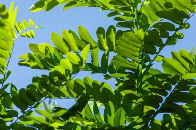 Robinia pseudoacacia 'Umbraculifera' halfstam 6/8 150cm stam