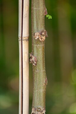 Robinia pseudoacacia 'Umbraculifera' halfstam 6/8 150cm stam