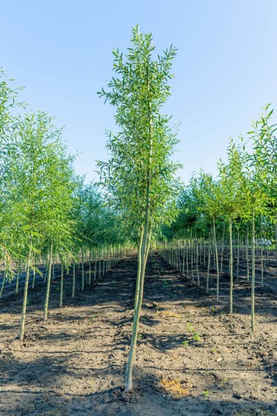 Salix alba Salix alba