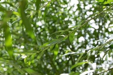 Salix alba Salix alba