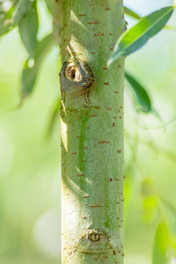 Salix alba Salix alba