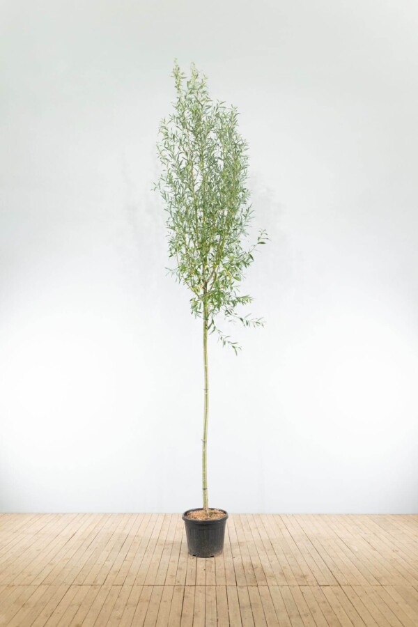 Salix alba HO 10/12 P/K Salix alba Hochstamm 10/12