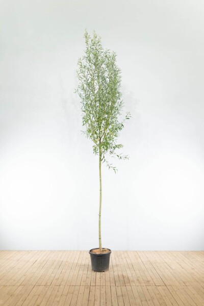 Salix alba Hochstamm Salix alba Hochstamm