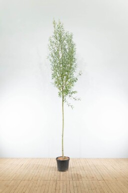 Salix alba HO 10/12 P/K Salix alba Hochstamm 10/12