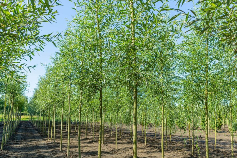 Salix alba HO 10/12 P/K Salix alba Hochstamm 10/12