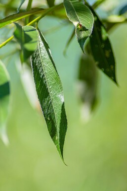 Salix alba HO 10/12 P/K Salix alba Hochstamm 10/12
