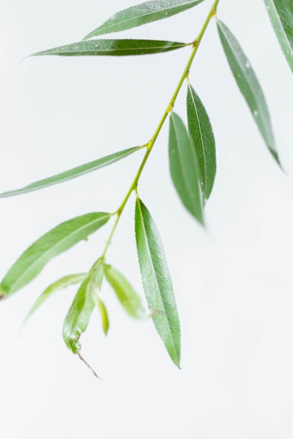 Salix alba HO 10/12 P/K Salix alba Hochstamm 10/12