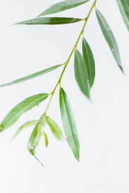Salix alba HO 10/12 P/K Salix alba Hochstamm 10/12