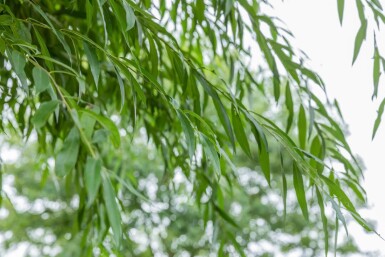 Salix alba HO 10/12 P/K Salix alba Hochstamm 10/12