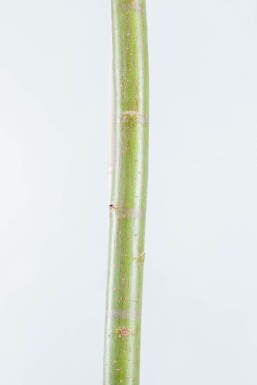 Salix alba mehrstämmig 200-250