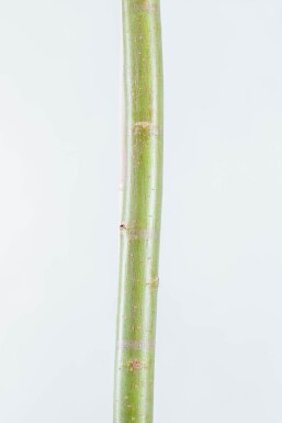 Salix alba ME 200-250 P/K Salix alba Mehrstämmig 200-250