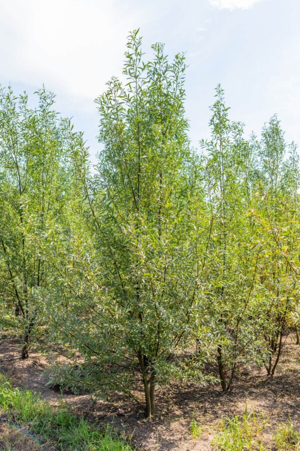 Salix alba ME 200-250 P/K Salix alba Mehrstämmig 200-250