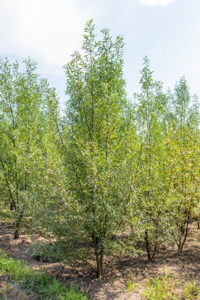 Salix alba mehrstämmig