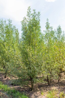 Salix alba ME 200-250 P/K Salix alba Mehrstämmig 200-250